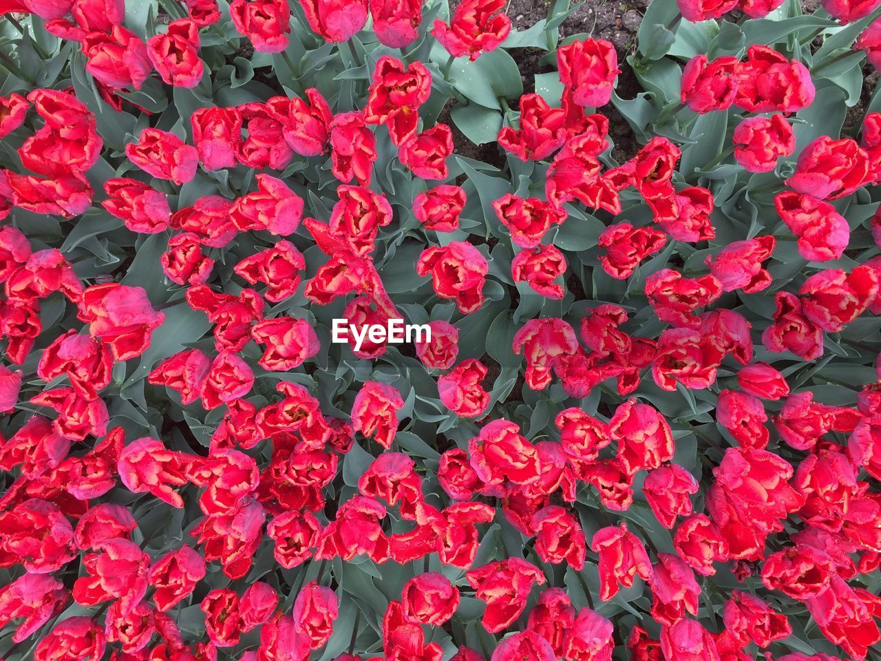 Full frame shot of red flowering plants