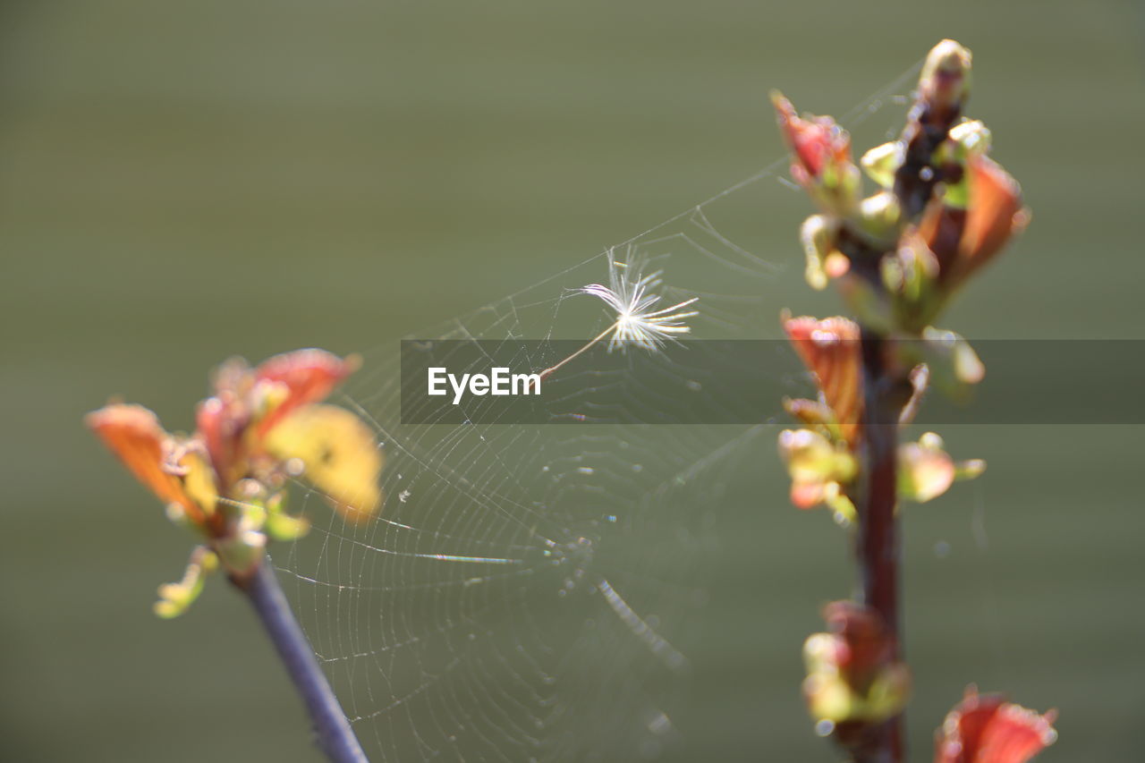 Close-up of spider on plant