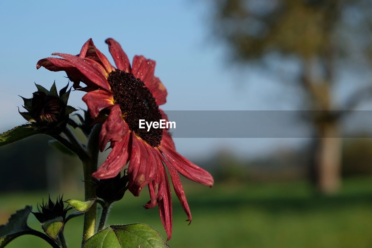 Close-up of pink sunflower blooming on field against sky