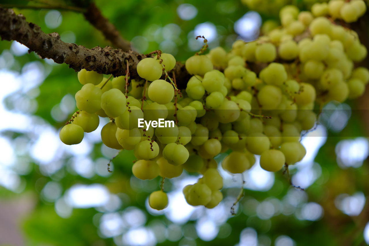 Low angle view of grapes on tree