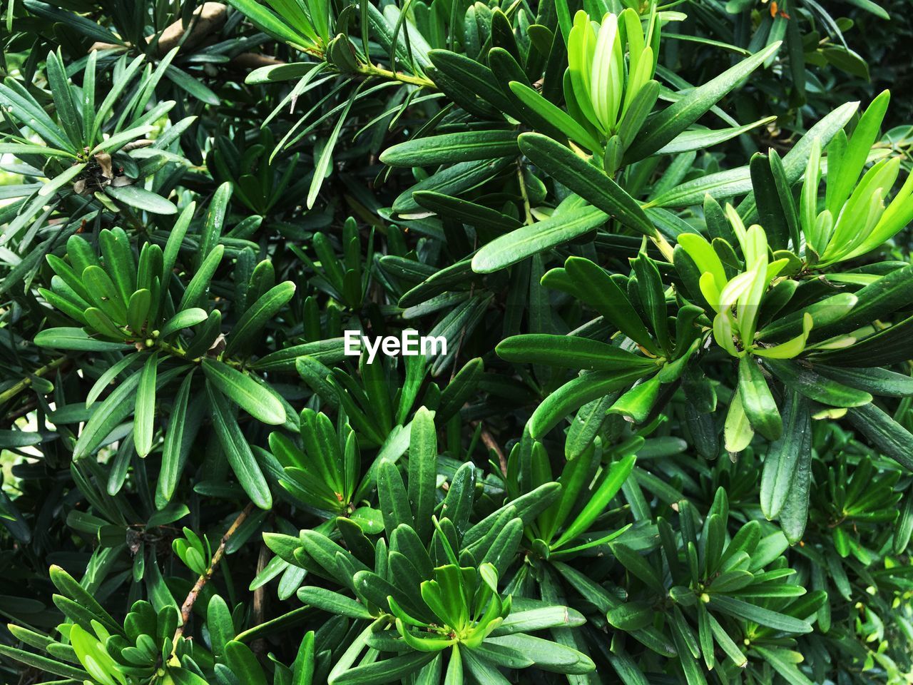 Full frame shot of plants