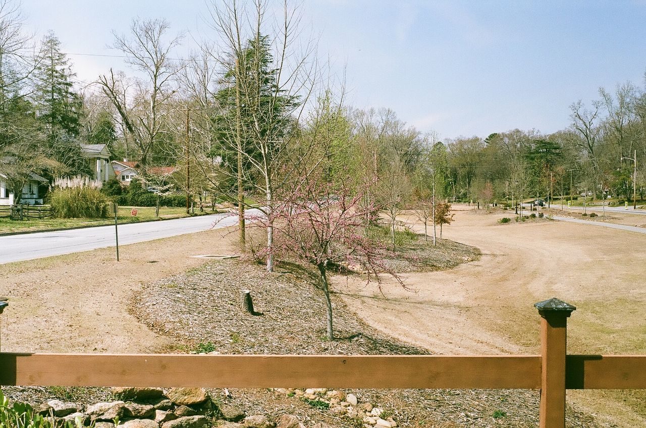 TREES BY FLOWERS