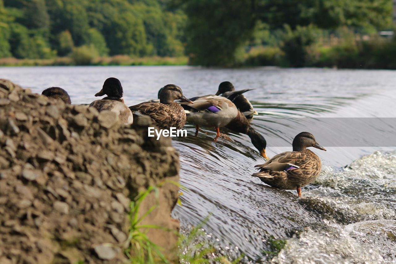 BIRDS ON LAKE