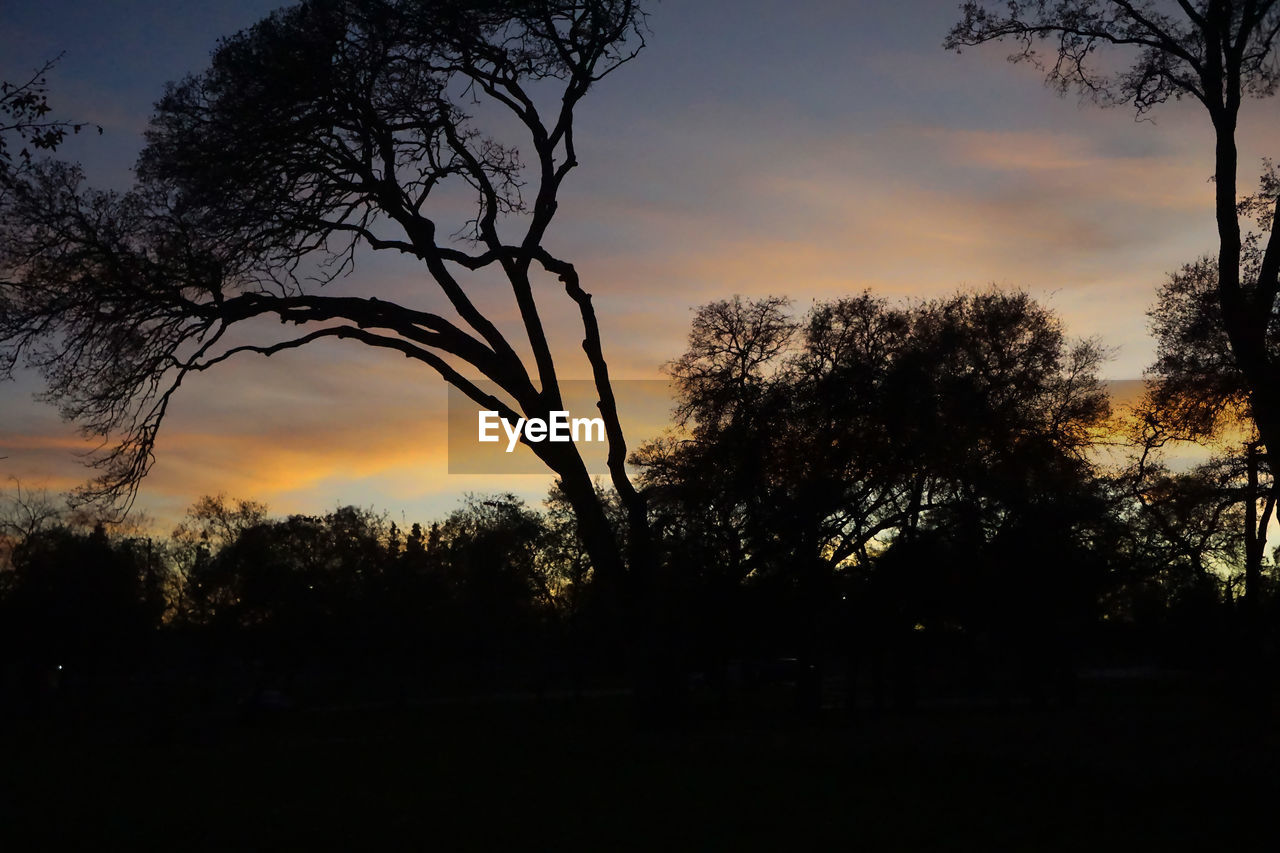 SILHOUETTE TREES IN FOREST DURING SUNSET