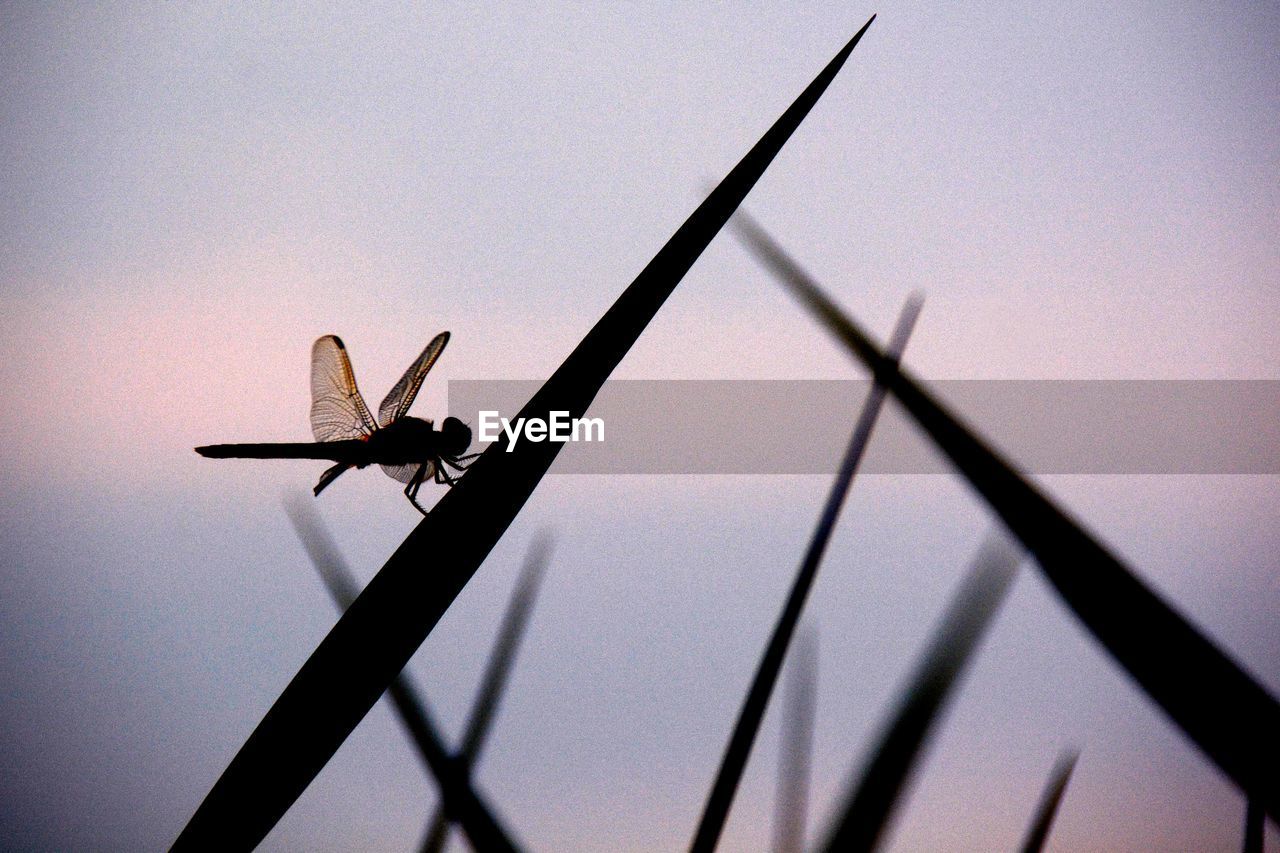 Dragonfly on silhouette plant against sky during sunset