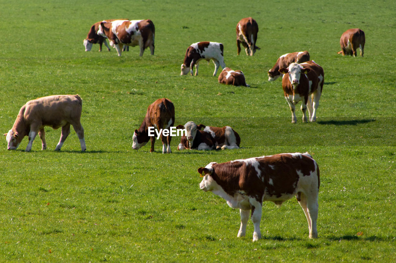 HORSES GRAZING ON FIELD