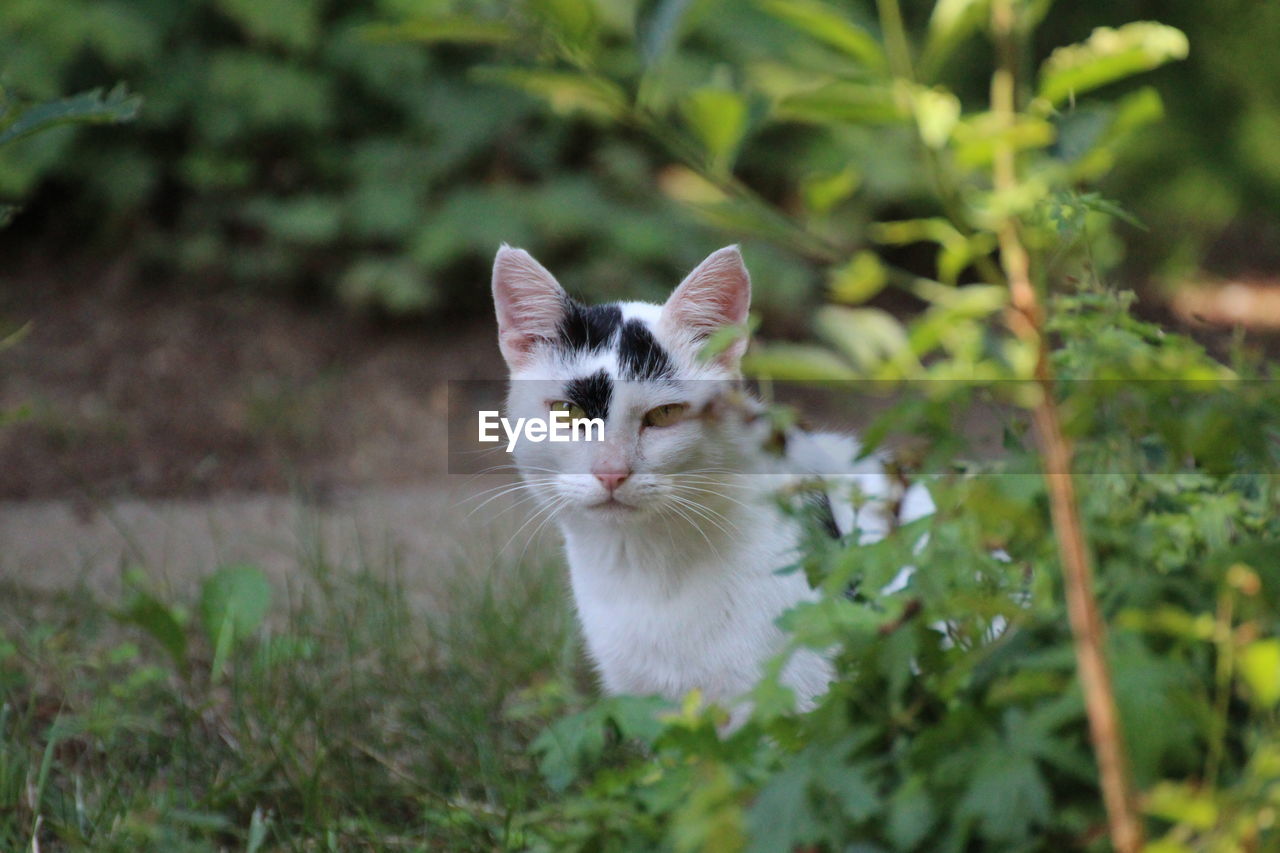 PORTRAIT OF CAT ON PLANT