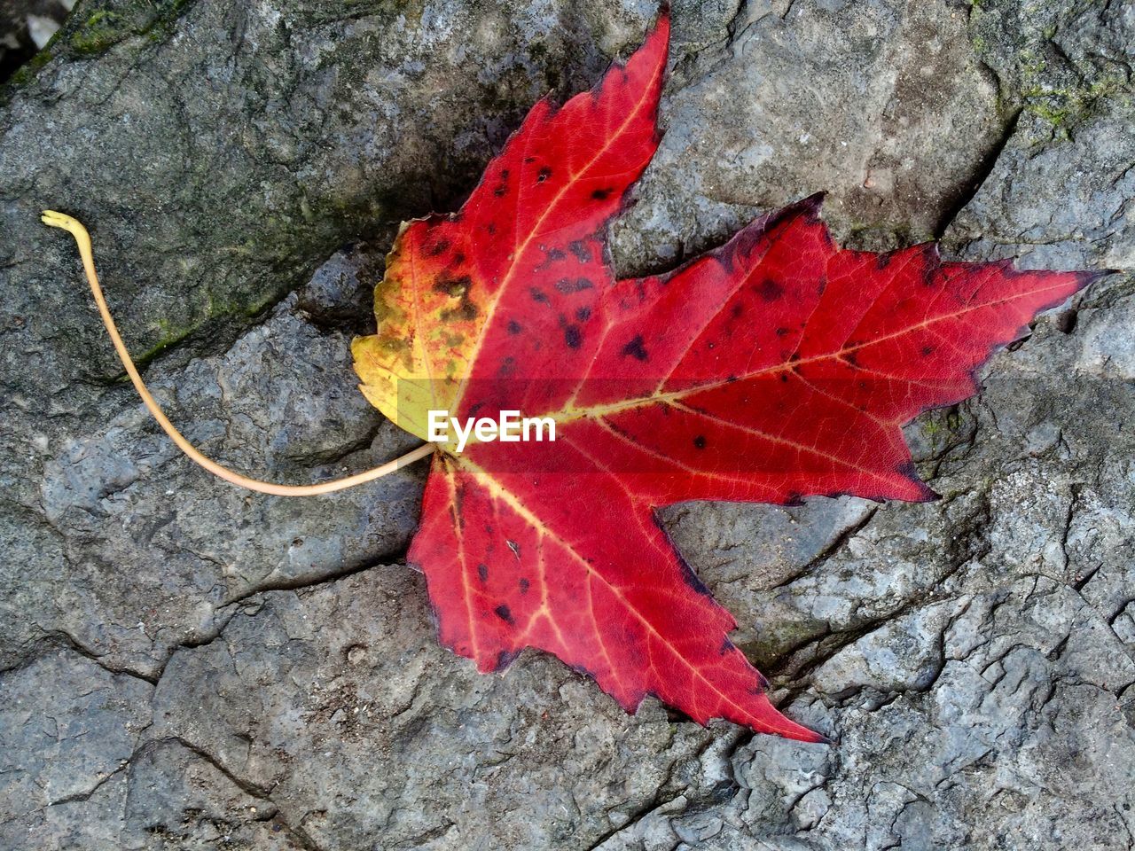 HIGH ANGLE VIEW OF RED MAPLE LEAVES ON AUTUMN