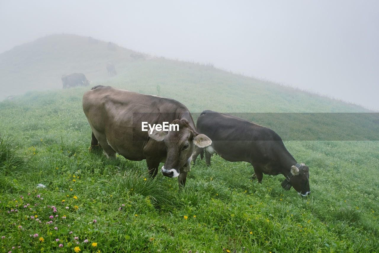 COWS GRAZING IN FIELD