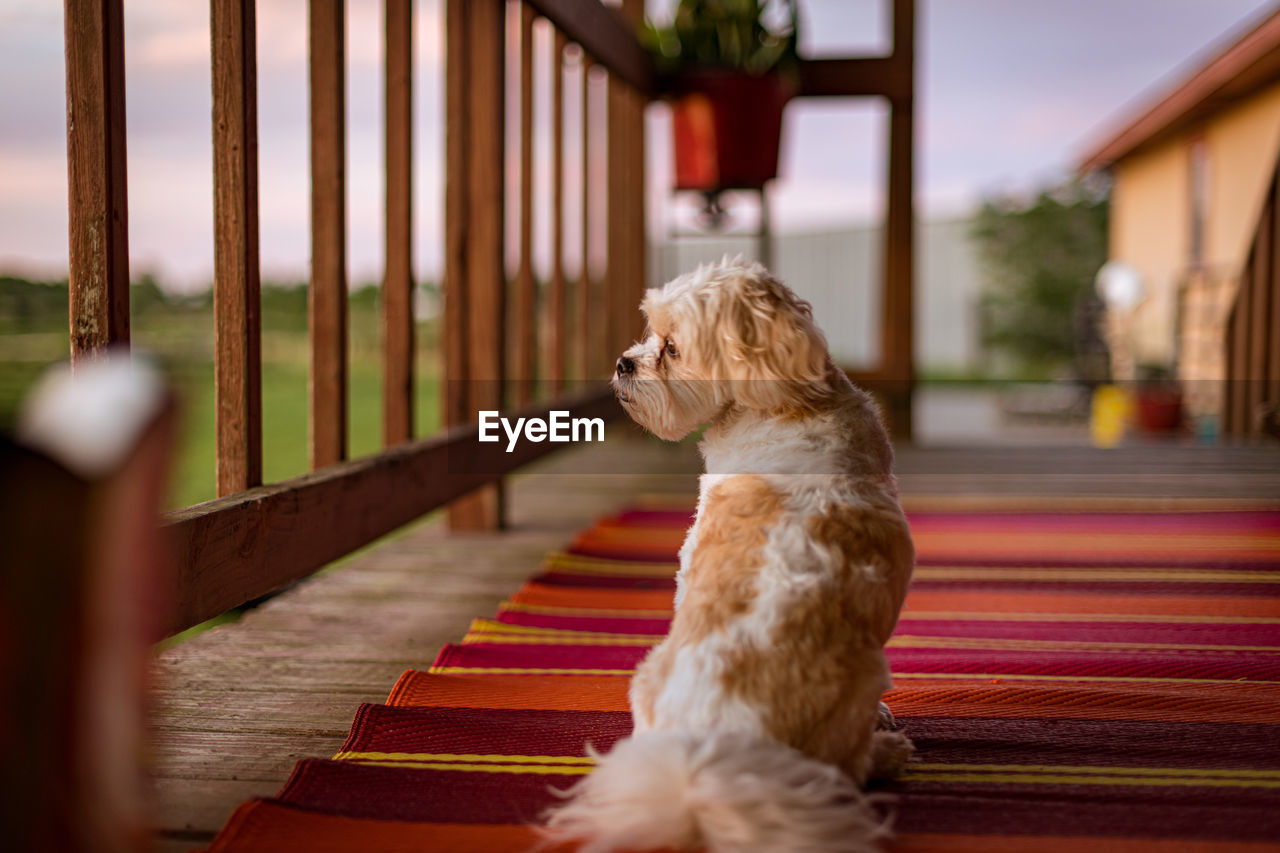 Dog looking away while sitting on porch