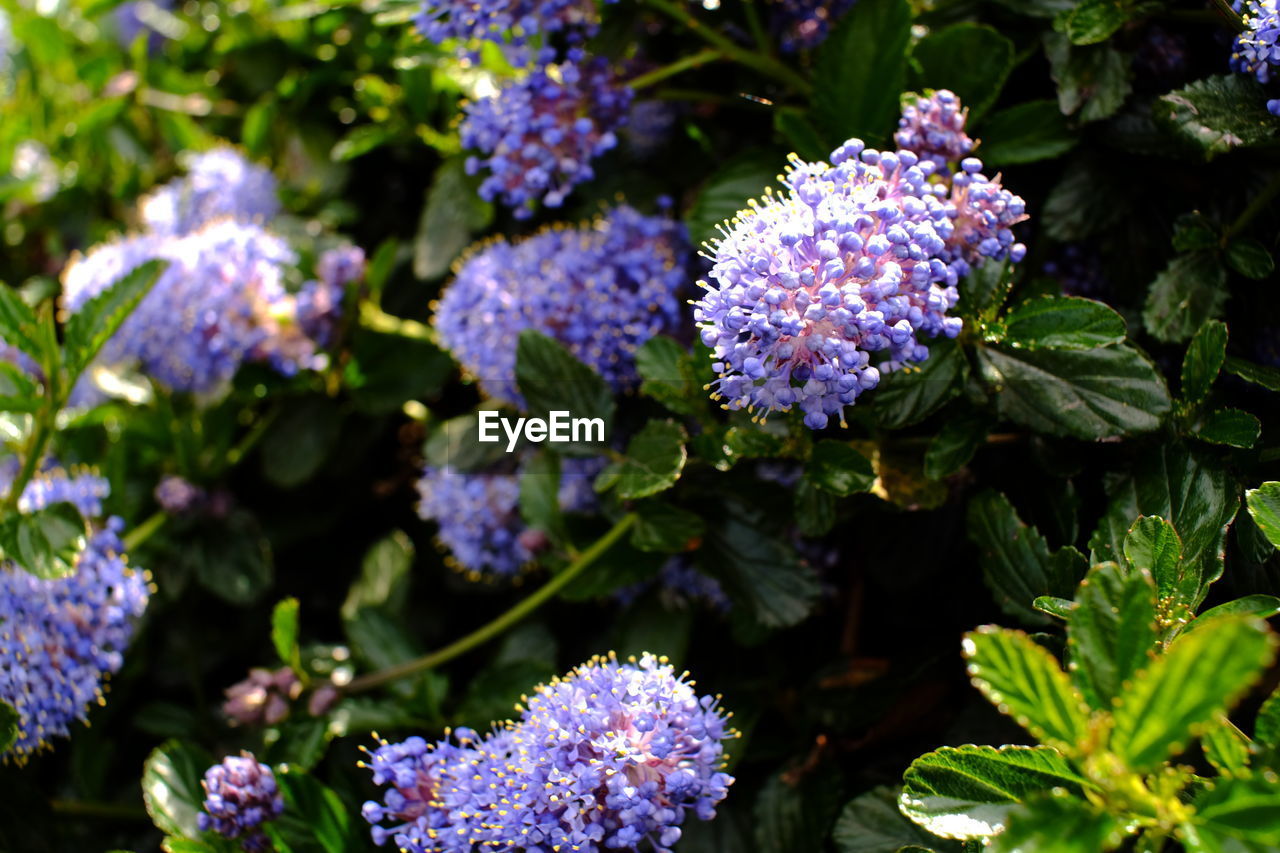 close-up of purple flowers