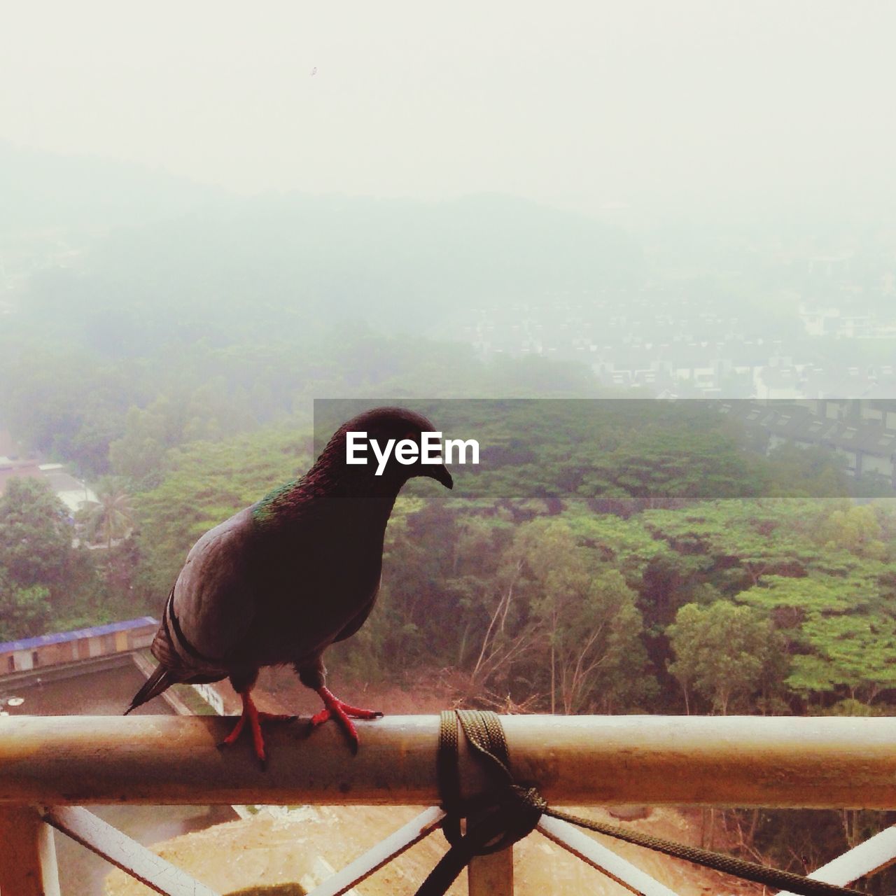 SIDE VIEW OF BIRD PERCHING ON RAILING AGAINST FOGGY WEATHER