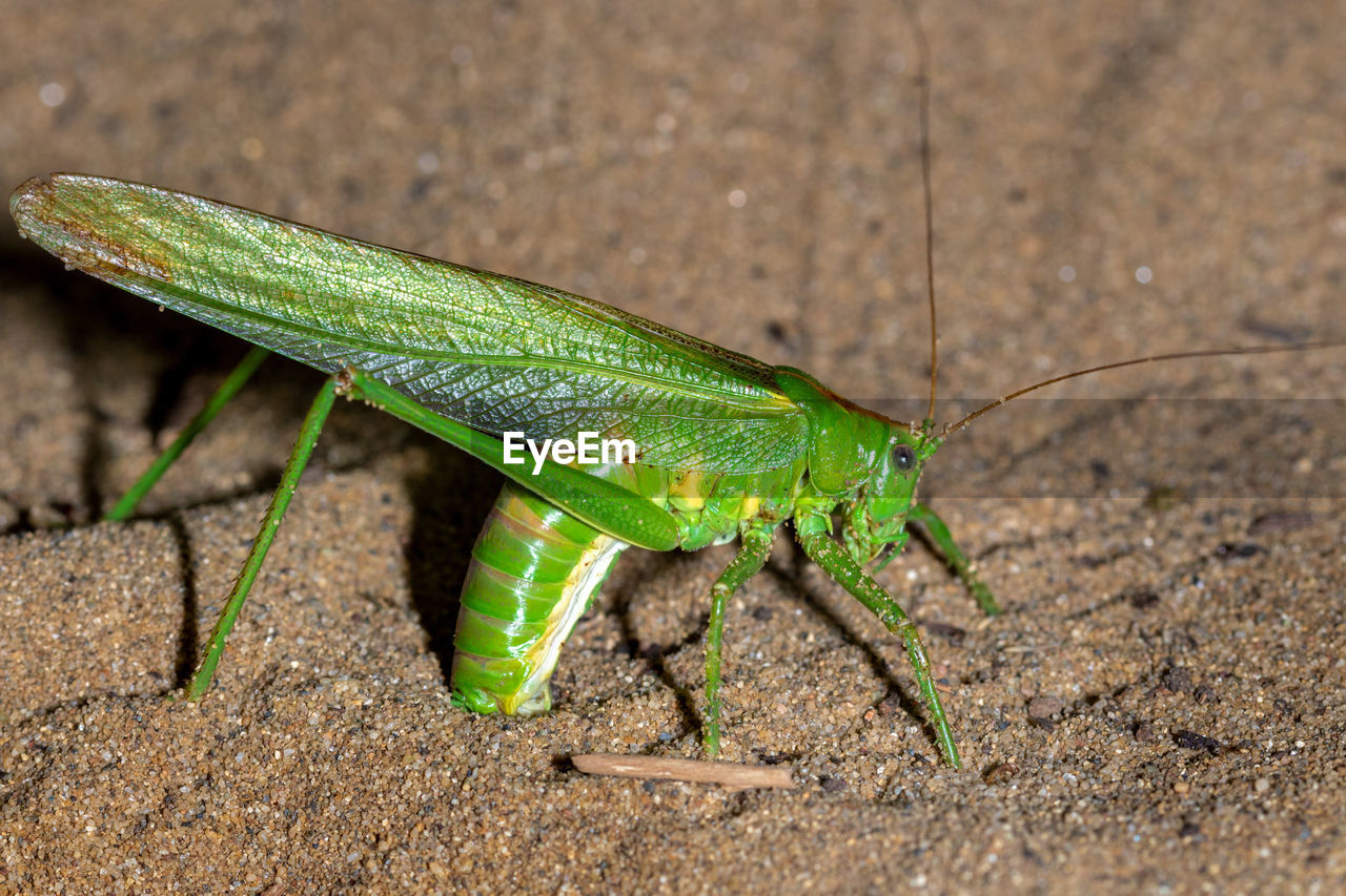 CLOSE-UP OF GRASSHOPPER ON A FIELD