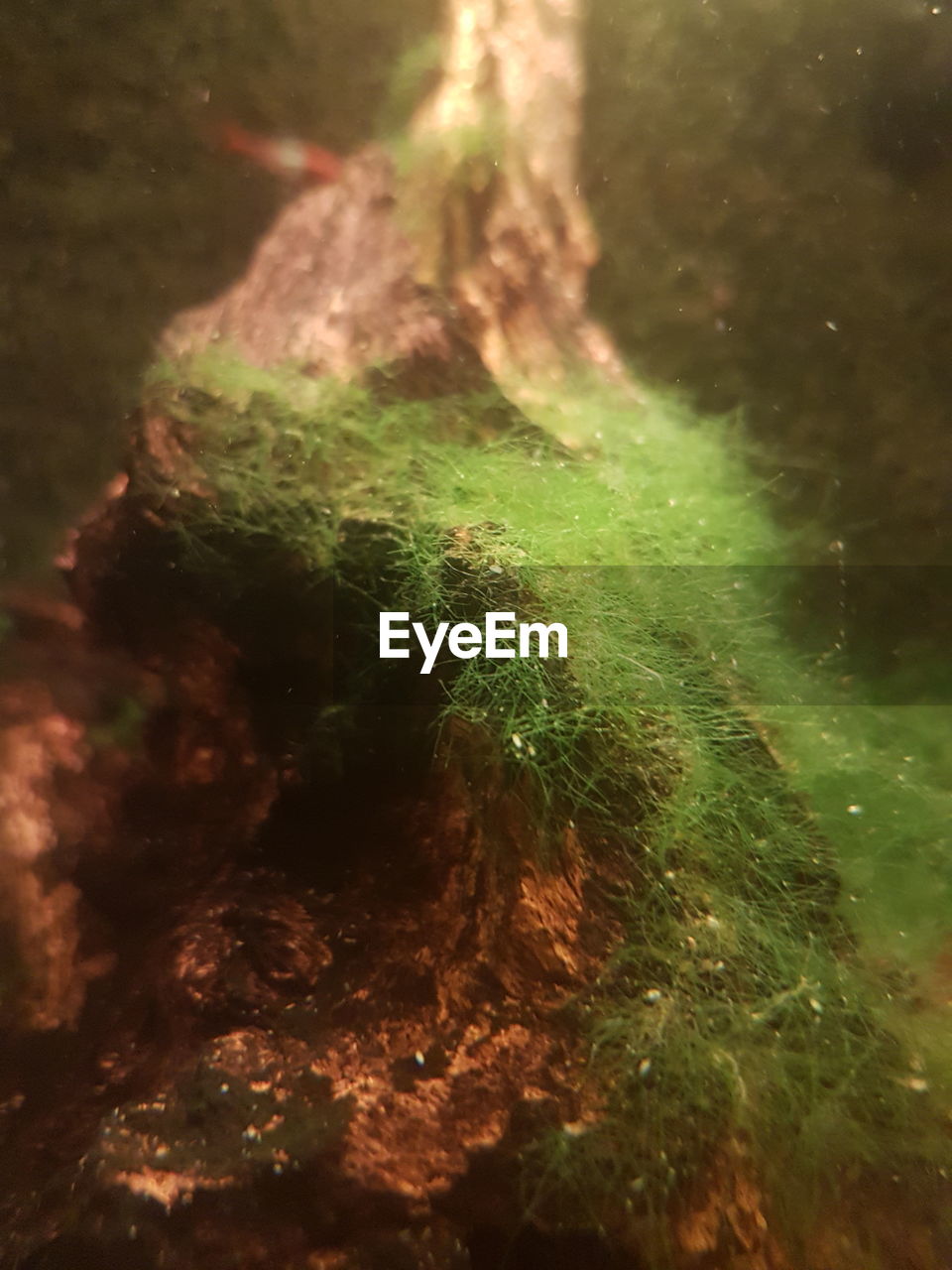 CLOSE-UP OF PLANTS GROWING ON ROCK