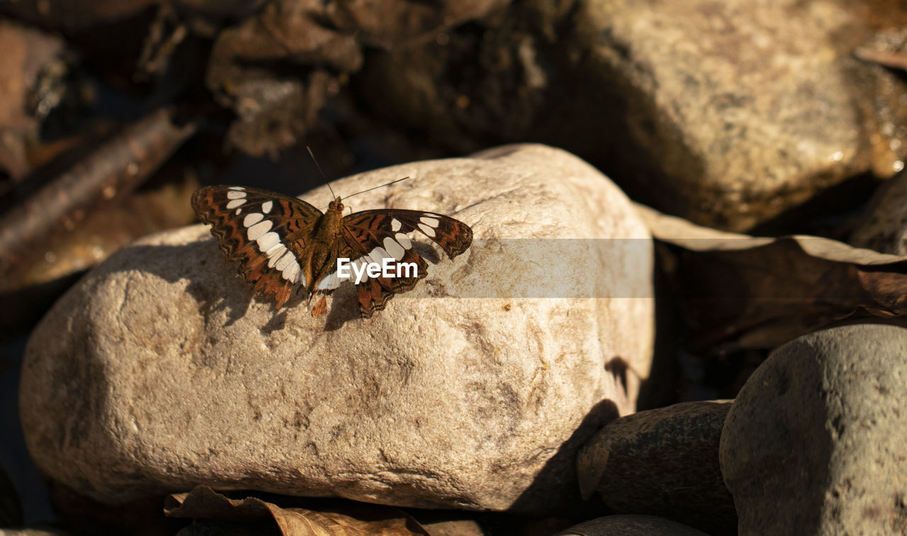HIGH ANGLE VIEW OF BUTTERFLY ON ROCK
