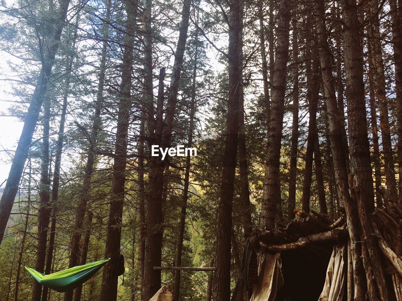 SCENIC VIEW OF FOREST