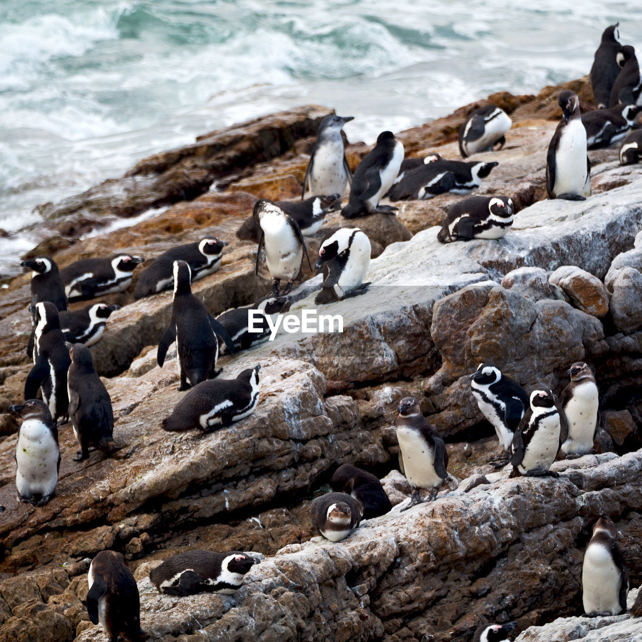 VIEW OF BIRDS ON BEACH