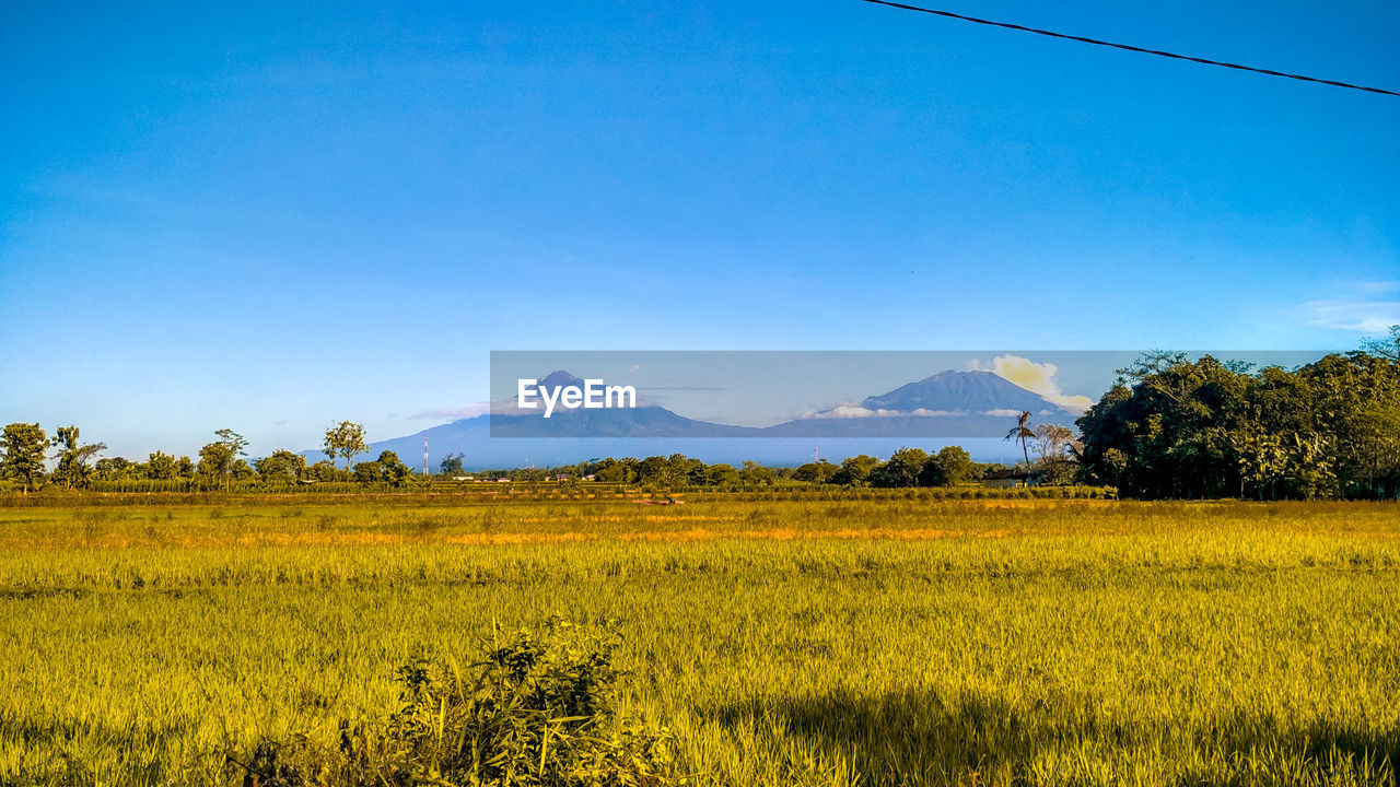 SCENIC VIEW OF FIELD AGAINST BLUE SKY