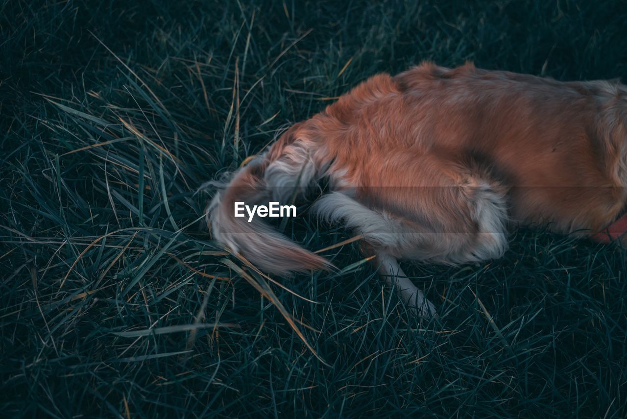 High angle view of dog relaxing on grass