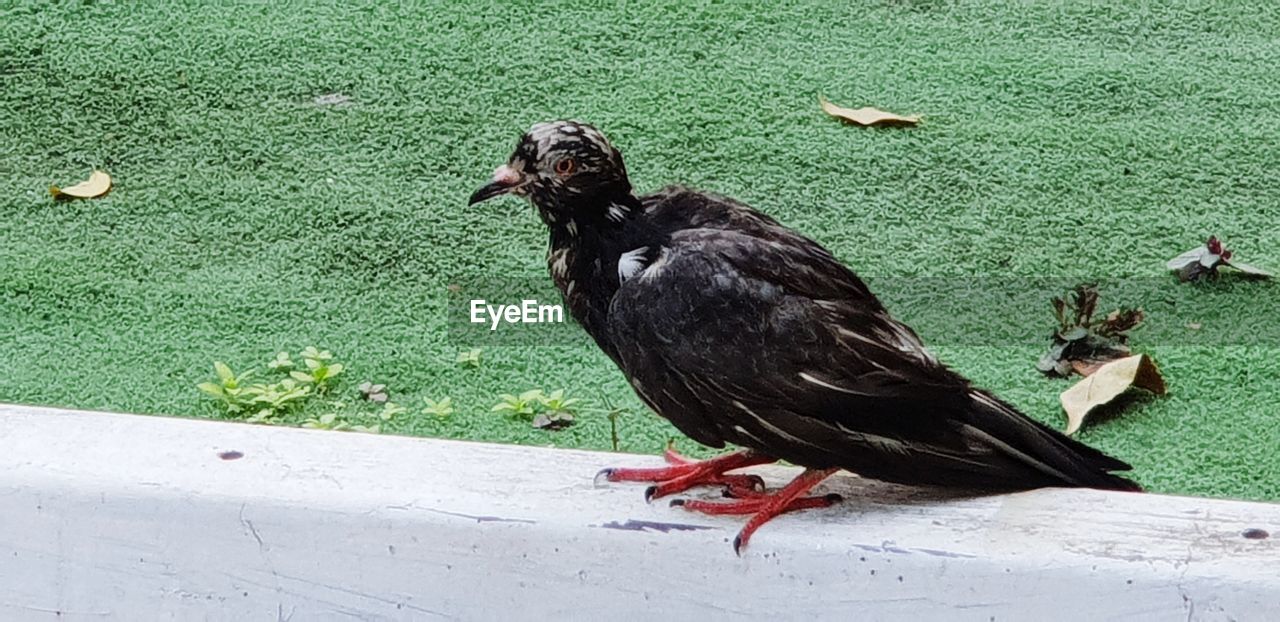 HIGH ANGLE VIEW OF PIGEONS PERCHING ON GRASS