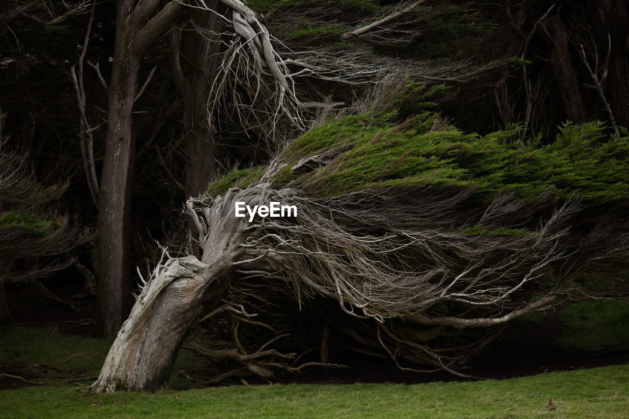 CLOSE-UP OF TREE IN FIELD