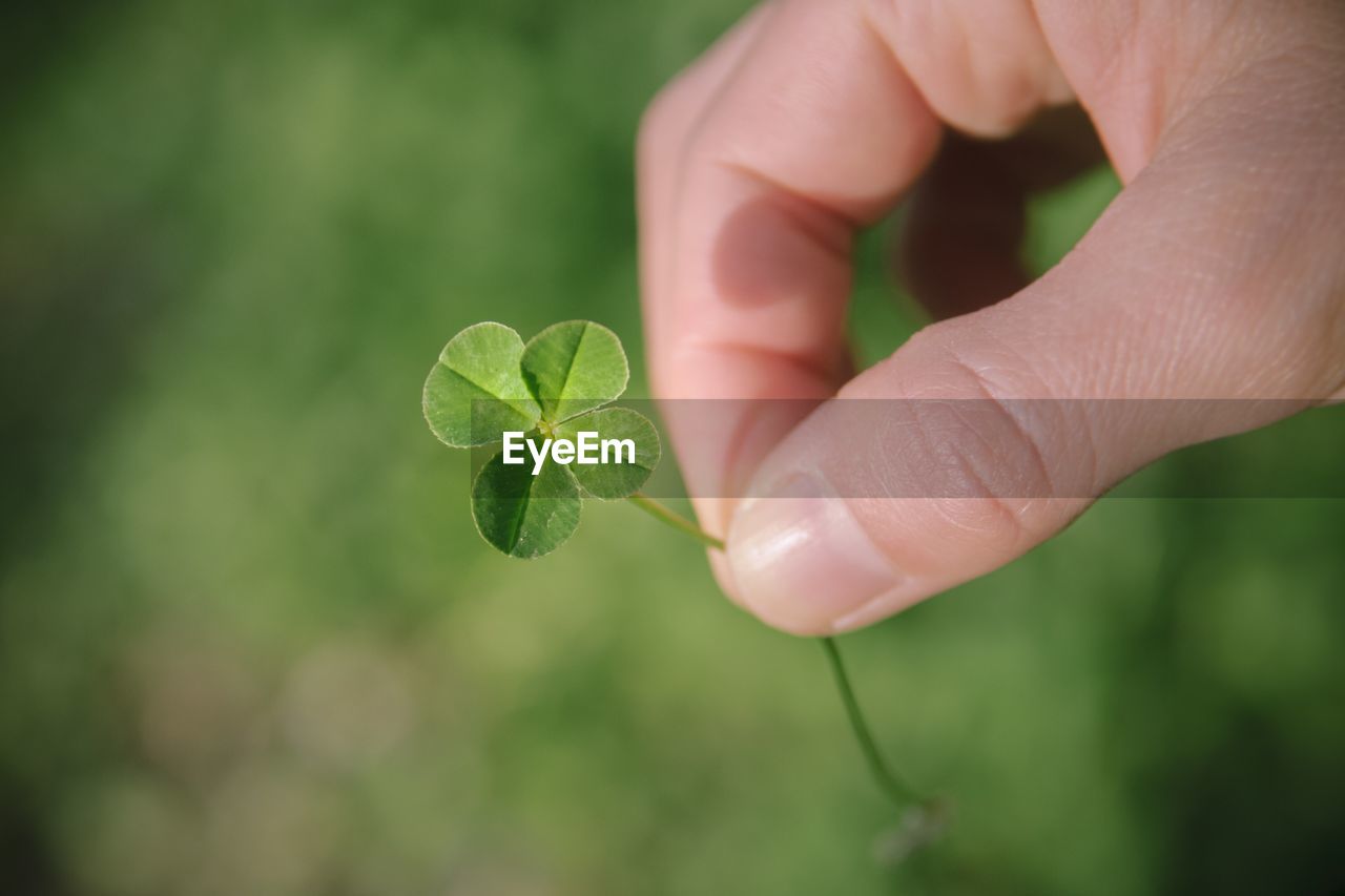 Close-up of hand holding clover plant