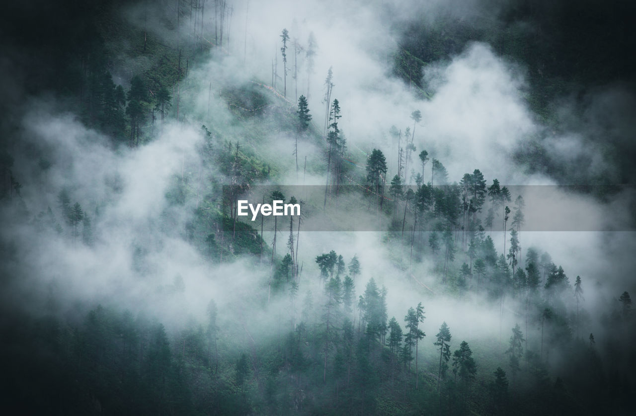 High angle view of trees on mountains in foggy weather