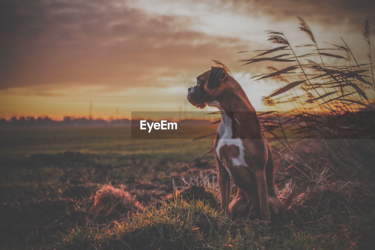 Dog looking away on field during sunset boxer