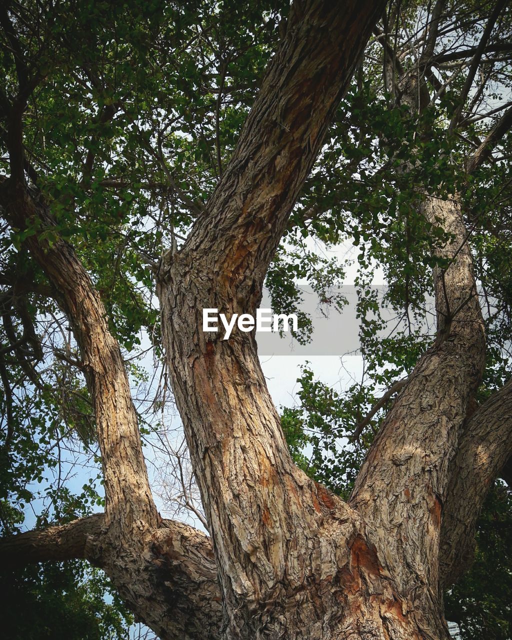 CLOSE-UP LOW ANGLE VIEW OF TREE AGAINST SKY