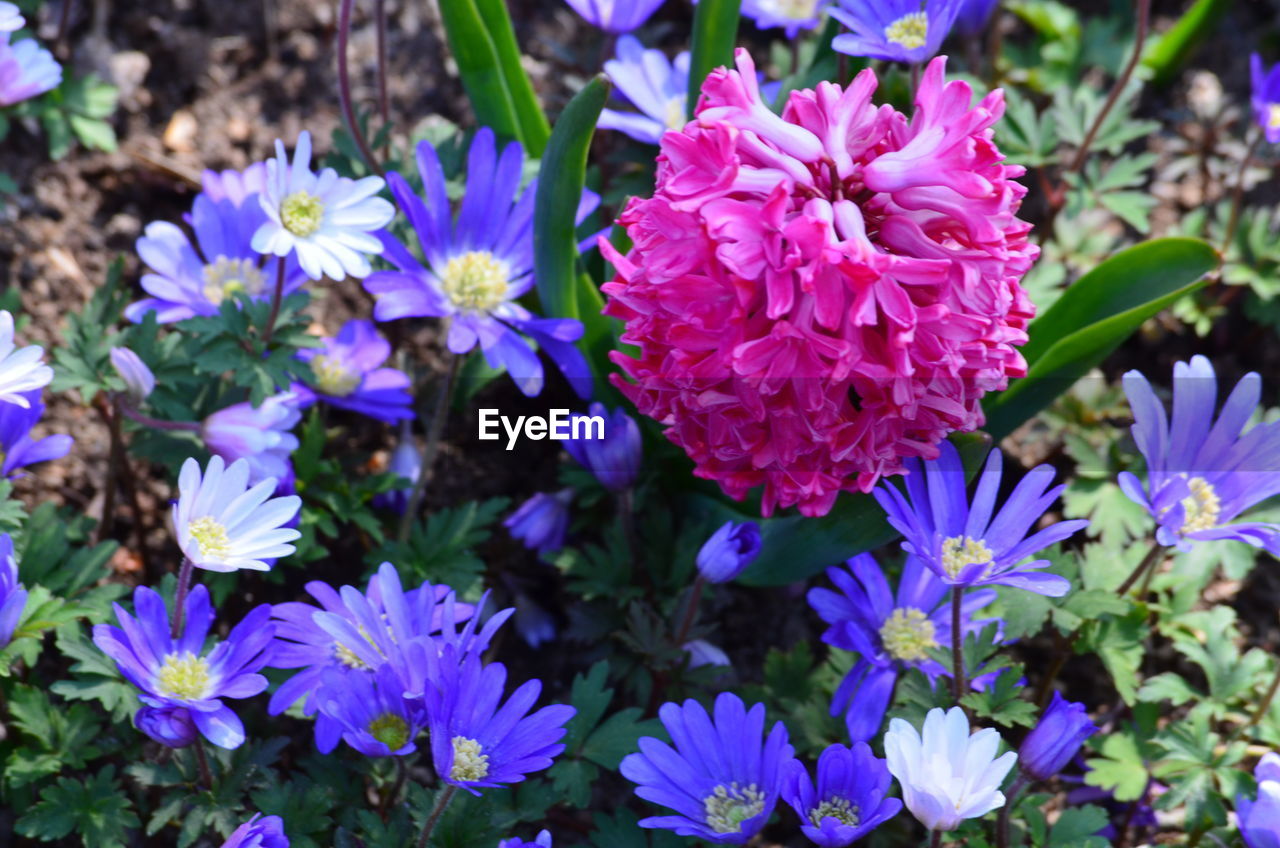 High angle view of purple flowering plants