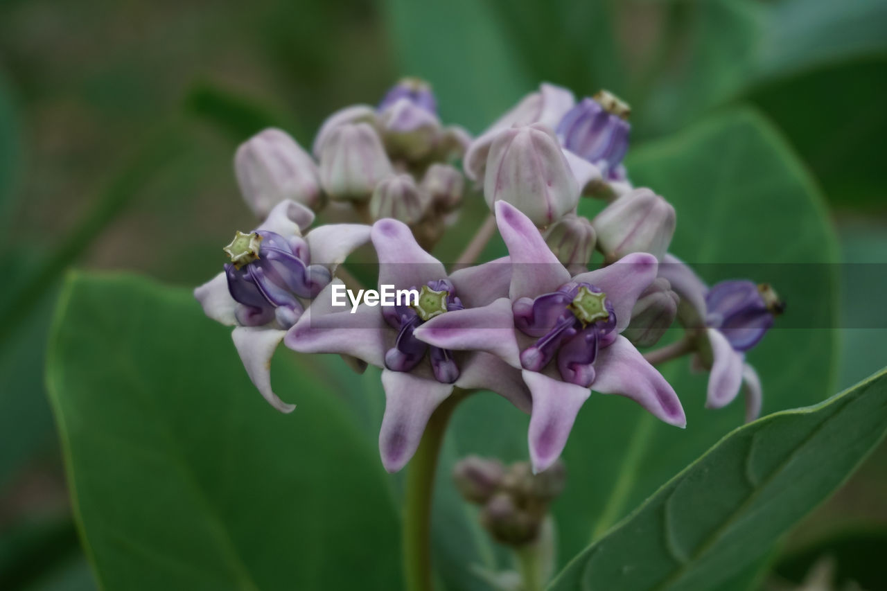 Close-up of purple flowering plant