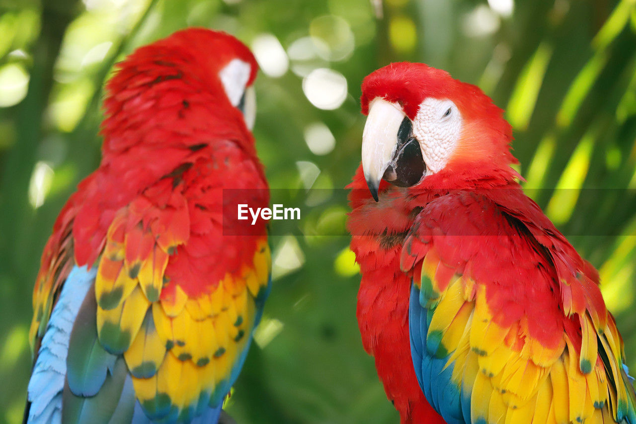 pet, bird, parrot, animal, animal themes, beak, animal wildlife, multi colored, red, scarlet macaw, vibrant color, nature, wildlife, rainforest, group of animals, animal body part, tropical climate, forest, environment, beauty in nature, feather, no people, close-up, outdoors, tropical bird, tree, yellow, blue, tropical rainforest