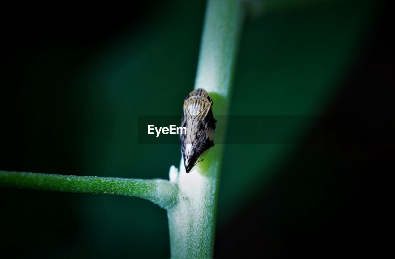 CLOSE-UP OF INSECT ON A PLANT