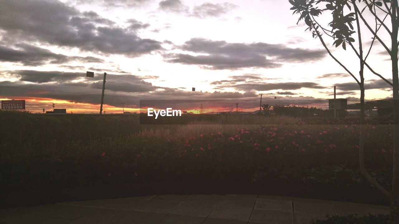 VIEW OF TREES AT SUNSET