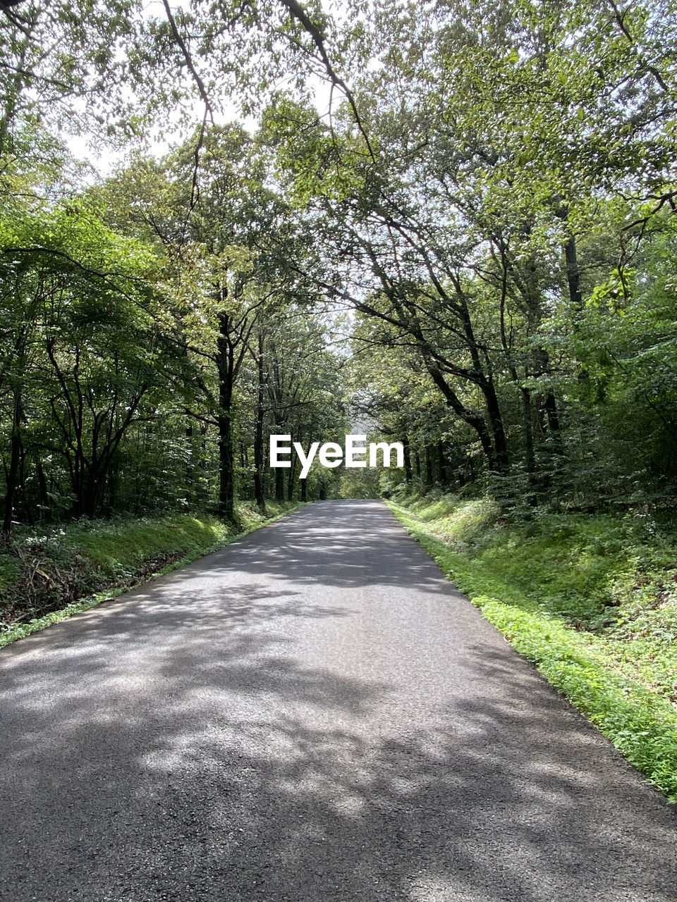 ROAD ALONG TREES IN FOREST