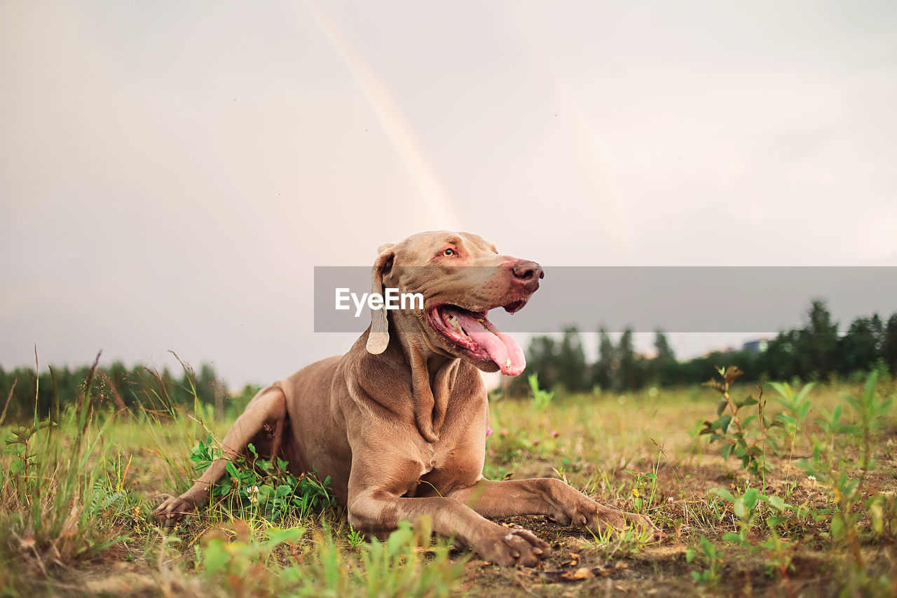 VIEW OF DOG STICKING OUT TONGUE