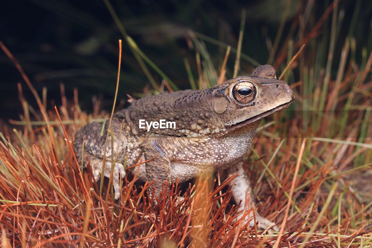 CLOSE-UP OF A LIZARD ON GRASS