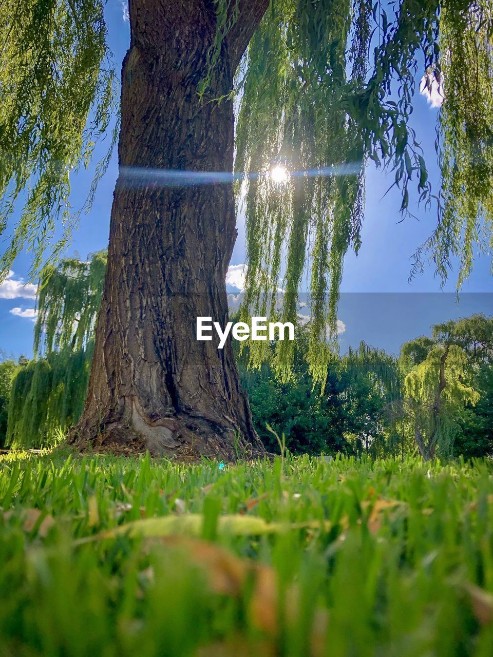 TREES GROWING ON FIELD