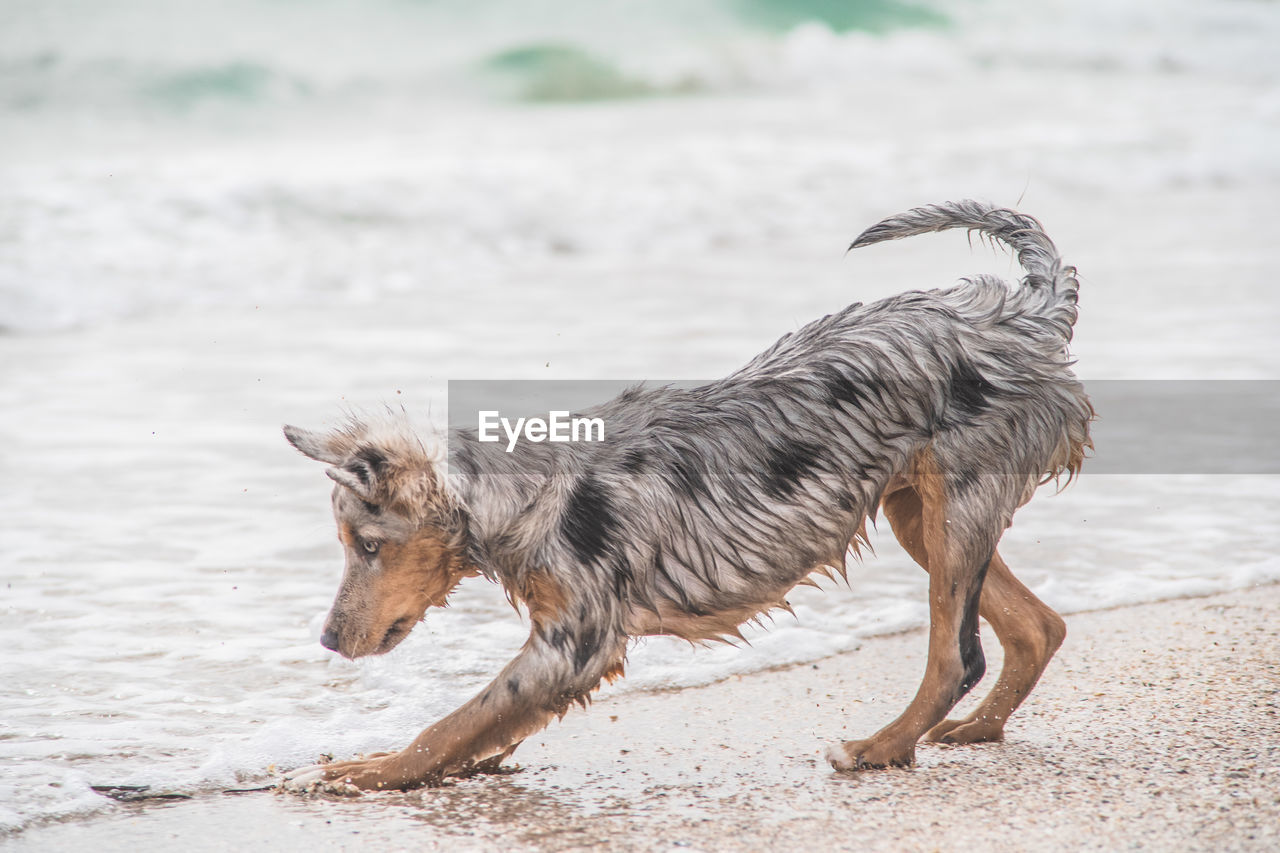 DOG RUNNING ON THE BEACH