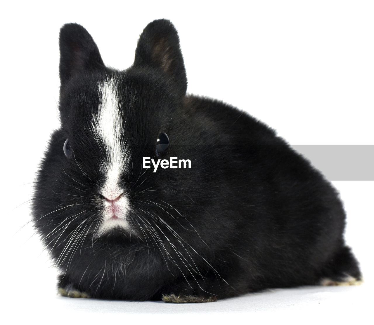 Close-up of black rabbit against white background