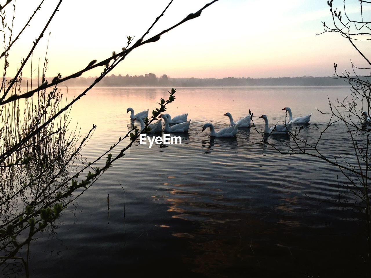 Side view of swans in water