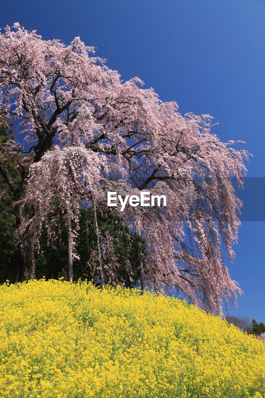 Yellow flowering plants on field against clear sky