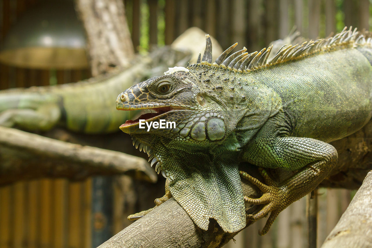 CLOSE-UP OF LIZARD ON WOOD