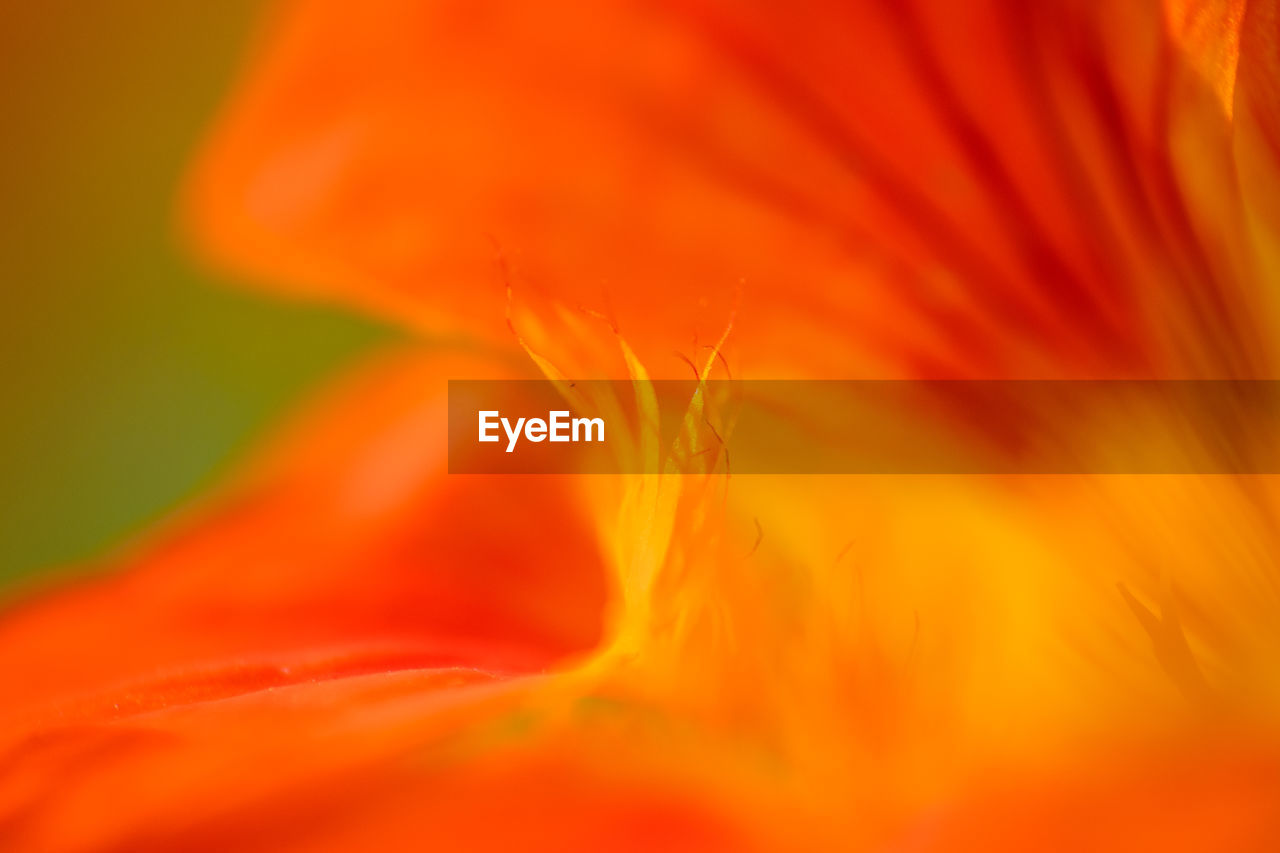 Abstract close-up of orange and red flower