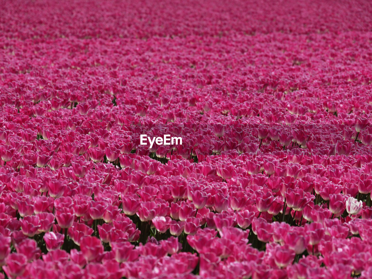 Full frame shot of pink flowers on field