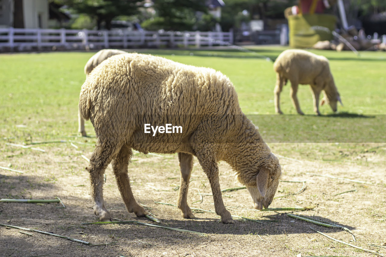 SHEEP GRAZING IN FIELD