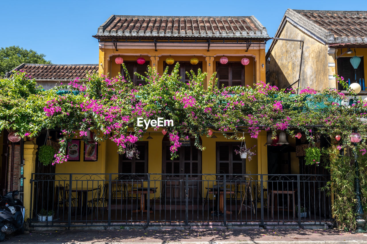 Purple colored myrtle flower trees growing on top of a house in hoi an ancient town, vietnam