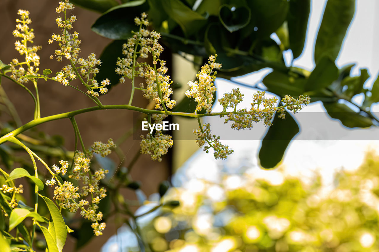 plant, green, branch, nature, leaf, plant part, yellow, flower, tree, growth, sunlight, beauty in nature, produce, blossom, food and drink, freshness, flowering plant, food, no people, outdoors, fruit, close-up, shrub, healthy eating, day, agriculture, focus on foreground, selective focus, environment, springtime, summer