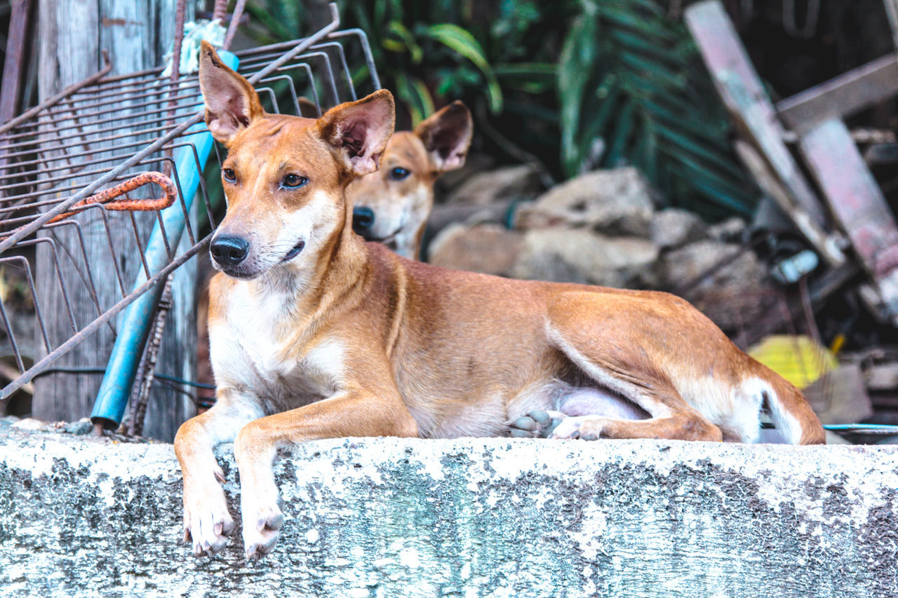 Street dogs resting on retaining wall