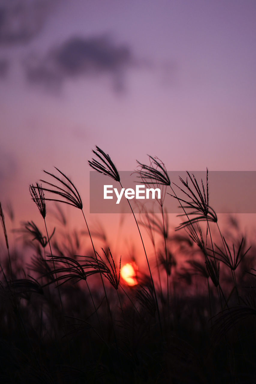 Close-up of wheat growing on field against sky during sunset